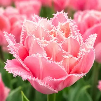 Тюльпан ПИНК МЭДЖИК бахромчатый в Рогачеве