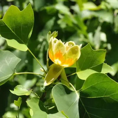 ЛИРИОДЕНДРОН тюльпанный в Рогачеве