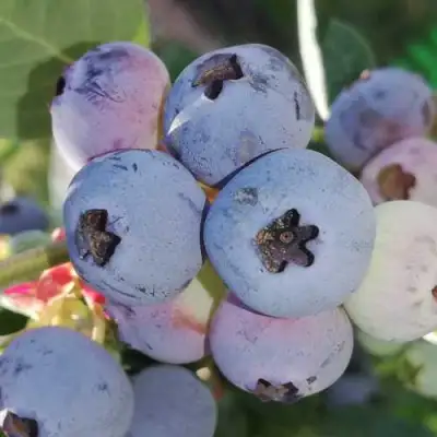 Голубика ХАРРИСОН в Рогачеве