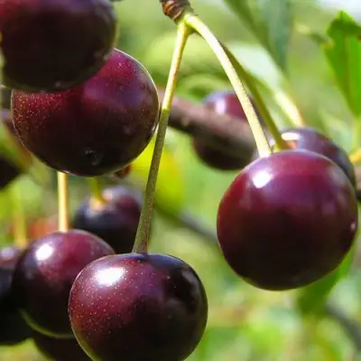 Вишня ЛИВЕНСКАЯ в Рогачеве