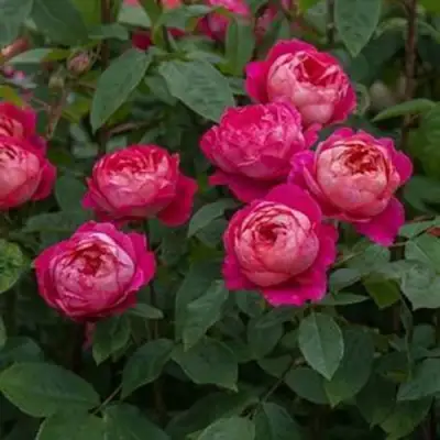 Роза БЕНДЖАМИН БРИТТЕН шраб в Рогачеве