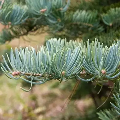 Пихта КОНКОЛОР в Рогачеве