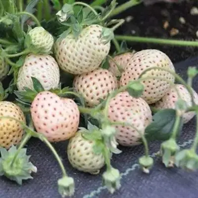 Клубника АНАНАСА ремонтантная в Рогачеве