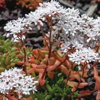 Очиток (седум) КОРАЛ КАРПЕТ белый в Рогачеве