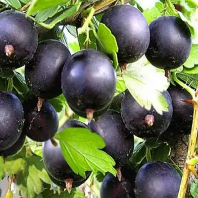 Крыжовник ЧЕРНОМОР в Рогачеве