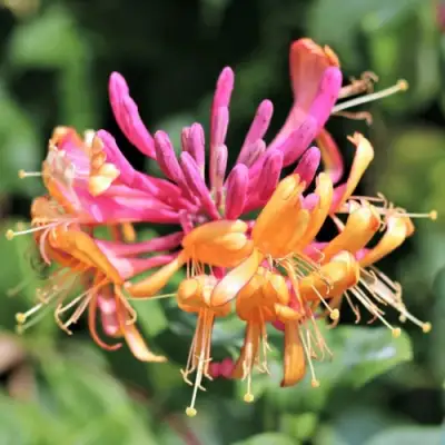 Жимолость ГЕКРОТА в Рогачеве