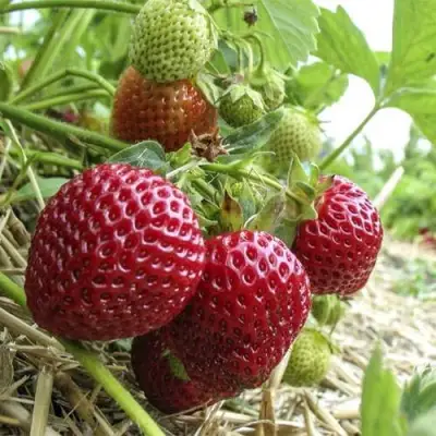 Клубника ЗЕНГА-ЗЕНГАНА в Рогачеве