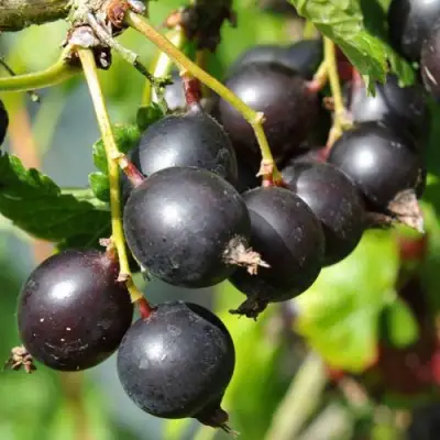 Йошта ДЖОСТАБЕРРИ в Рогачеве