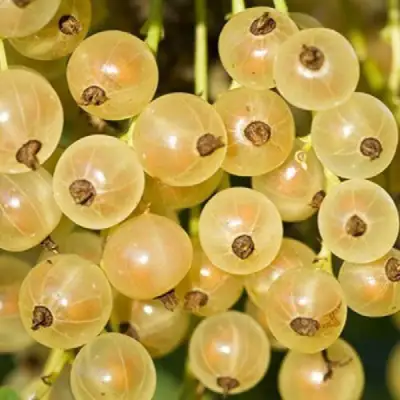 Смородина белая СМОЛЬЯНИНОВСКАЯ в Рогачеве