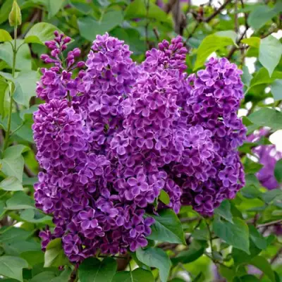 Сирень СУМЕРКИ в Рогачеве