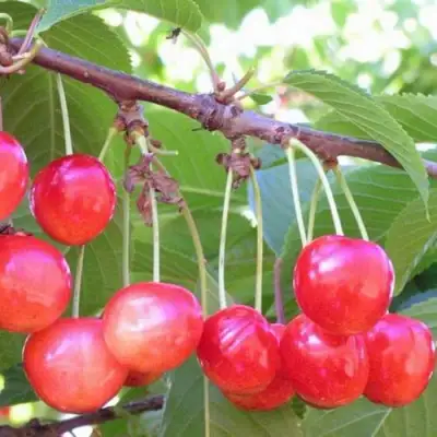 Черешня НАСЛАЖДЕНИЕ в Рогачеве