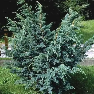 Можжевельник БЛЮ АЛЬПС китайский  в Рогачеве