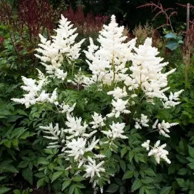 Астильба ДОЙЧЛАНД японская в Рогачеве