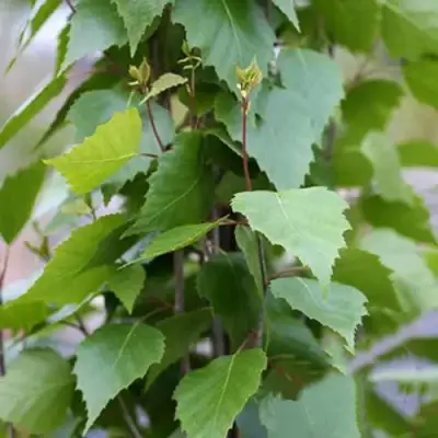 Береза ФАСТИГИАТА повислая  в Рогачеве
