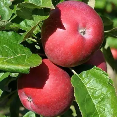 Яблоня СОЗВЕЗДИЕ колонновидная в Рогачеве