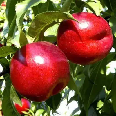 Нектарин ХАРКО в Рогачеве