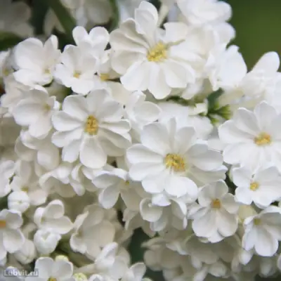 Сирень РОЧЕСТЕР в Рогачеве