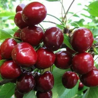Черешня ГРОНКАВАЯ в Рогачеве
