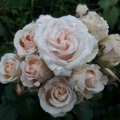 Роза ЯНА спрей в Рогачеве