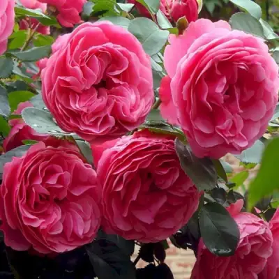 Роза ЛЕОНАРДО ДА ВИНЧИ флорибунда в Рогачеве