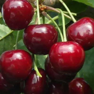 Черешня ГРОНКАВАЯ в Рогачеве