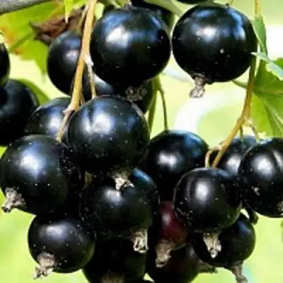 Смородина чёрная СОКРОВИЩЕ в Рогачеве