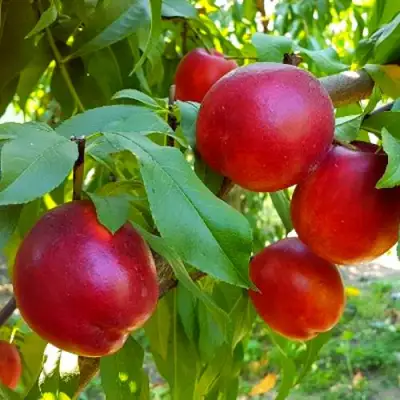 Нектарин НЕКТАРЕД-4 в Рогачеве