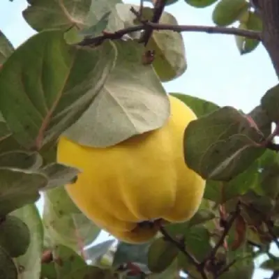 Айва АКАДЕМИЧЕСКАЯ в Рогачеве