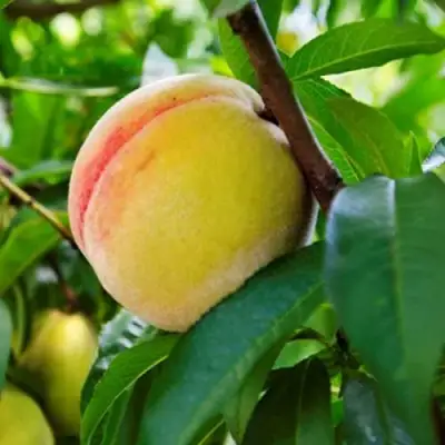 Персик ДОНЕЦКИЙ ЖЕЛТЫЙ в Рогачеве