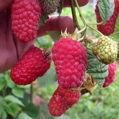 Малина МАРОСЕЙКА в Рогачеве