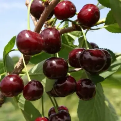 Вишня ГРИОТ БЕЛОРУССКИЙ в Рогачеве