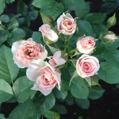 Роза ЯНА спрей в Рогачеве