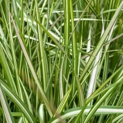 Вейник АВАЛАНШ остроцветковый в Рогачеве