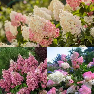 Комплект ЯГОДНОЕ МОРОЖЕНОЕ в Рогачеве