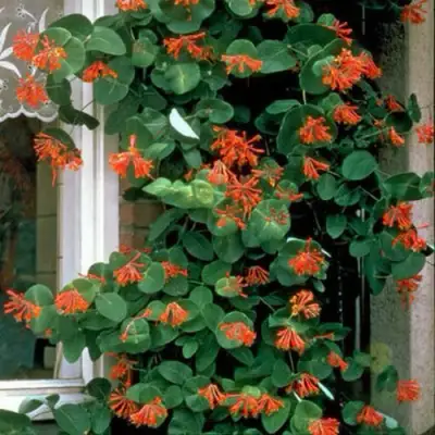 Жимолость ДРОМПОР СКАРЛЕТТ брауна в Рогачеве