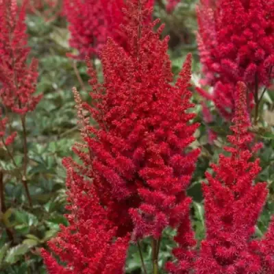 Астильба СКАЙСКРЕЙПЕР китайская в Рогачеве