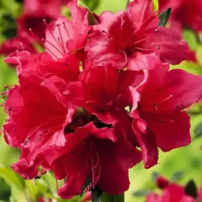 Азалия АРАБЕСК японская в Рогачеве