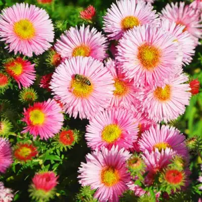 Астра РУДЕЛЬСБУРГ новоанглийская в Рогачеве