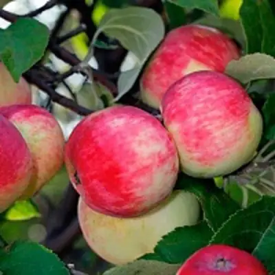 Яблоня СЕРЕБРЯНОЕ КОПЫТЦЕ в Рогачеве