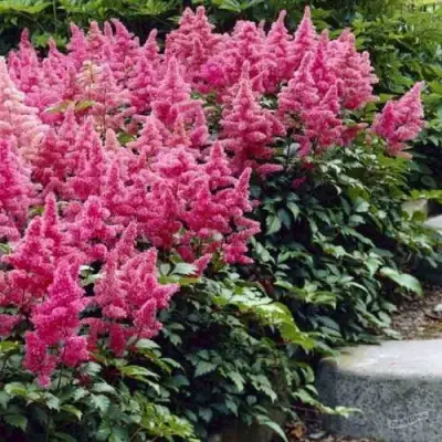 Астильба БОНН японская в Рогачеве