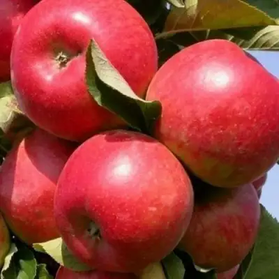 Яблоня ДЖИН колонновидная в Рогачеве