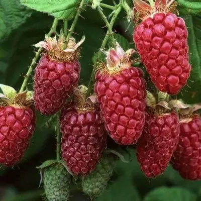 Малина РУБИНОВОЕ ОЖЕРЕЛЬЕ в Рогачеве