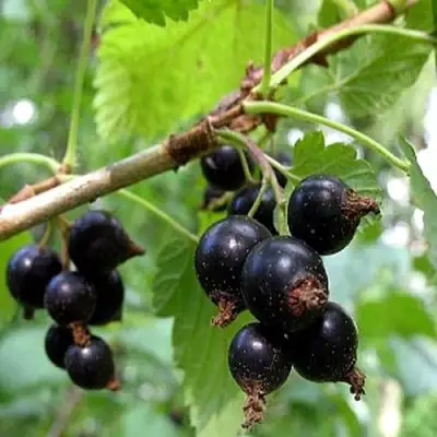 Смородина чёрная БИНАР в Рогачеве