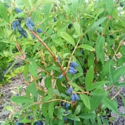 Жимолость съедобная АМФОРА в Рогачеве