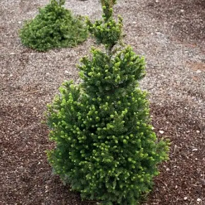Ель ВИЛС ЦВЕРГ обыкновенная в Рогачеве