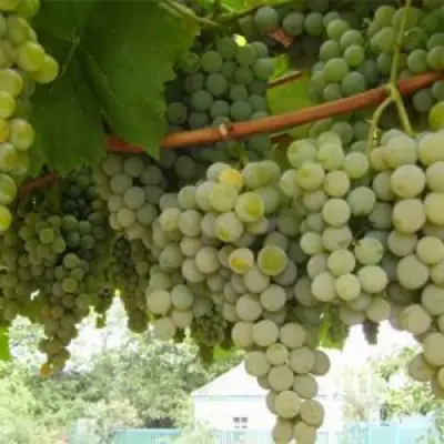 Виноград АНАНАСНЫЙ РАННИЙ в Рогачеве