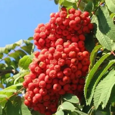 Рябина НЕВЕЖИНСКАЯ сладкоплодная в Рогачеве