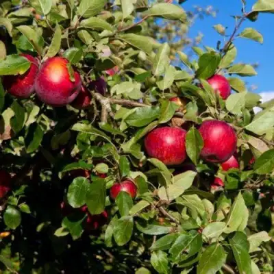 Яблоня СЯБРЫНА в Рогачеве