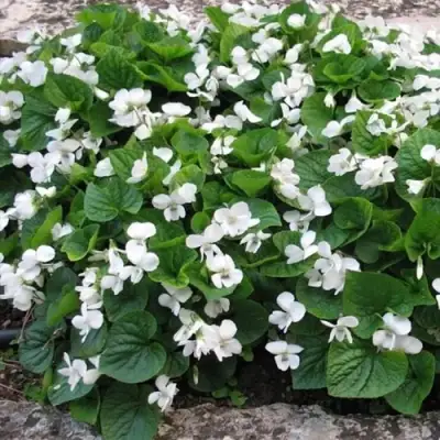 Фиалка АЛЬБИФЛОРА сестринская в Рогачеве