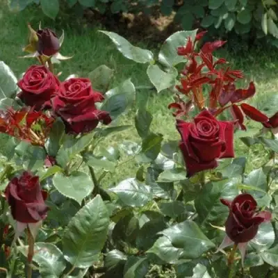 Роза БЛЭК БАККАРА чайно-гибридная в Рогачеве